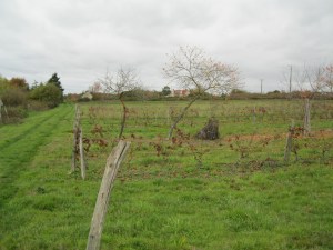 vignes 002