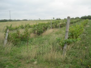 Vignes 4 aout 2011 010