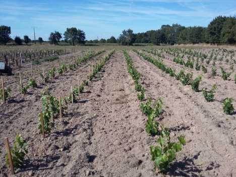 Cabernets 020919 (1)