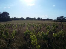 gamaysdu milieu_010620